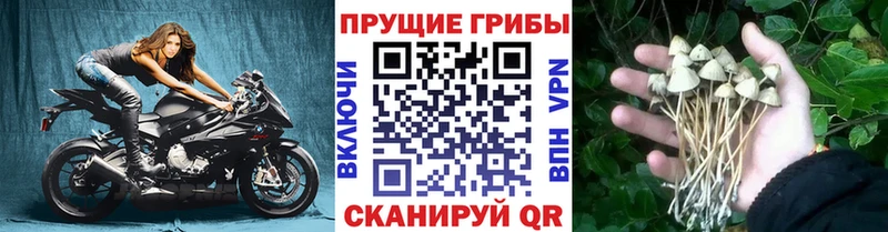 Галлюциногенные грибы мицелий  Пушкино 